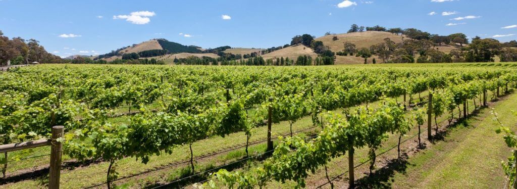 Buy Wine Domaine Asmara