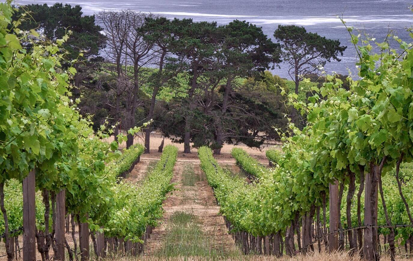 Breathtaking Views of Bay of Shoals Wines on Kangaroo Island
