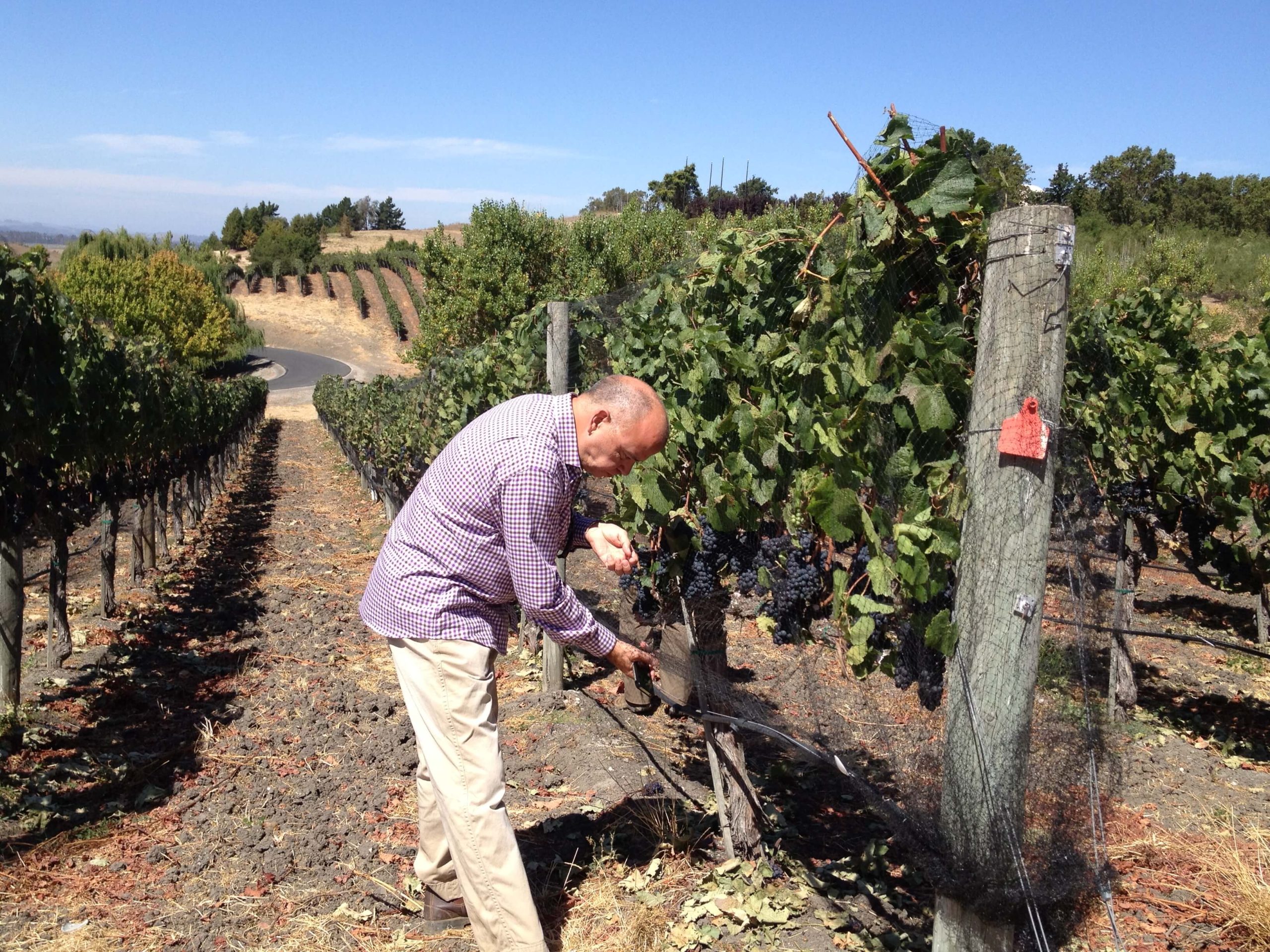 Soliste Wines of Sonoma Coast in California: A Twist of Fate