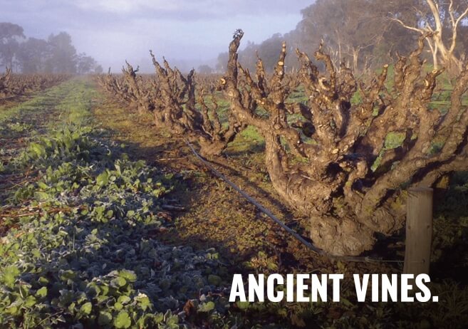 Discover Barossa Valley’s Ancient Vines at Teusner Winery